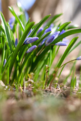 Blue spring flowers in the garden. Chionodoxa luciliae.