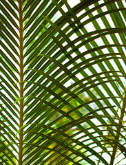 Fototapeta na wymiar Foliage green background wallpaper, palm leaves