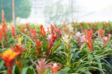 bromeliad flower blooming in nursery