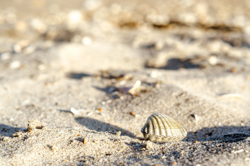 small seashell on sand close up