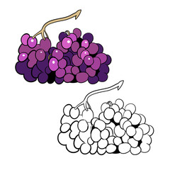 Fototapeta premium Vector drawing, coloring book, bunch of grapes