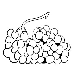 Vector drawing, coloring book, bunch of grapes