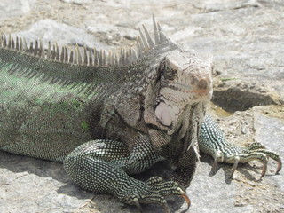 lizard