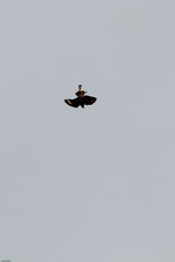 Bussard im Flug © EinBlick