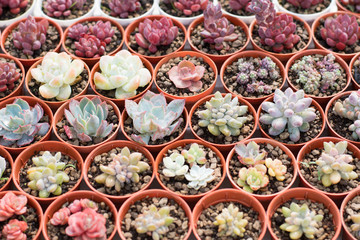 Group of cactus in a pot, succulent plant