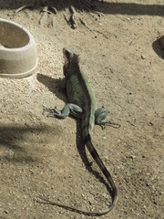 Fototapeta premium lizard