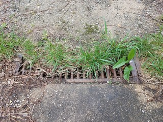 rusty metal grate bars on drain with green grass growing