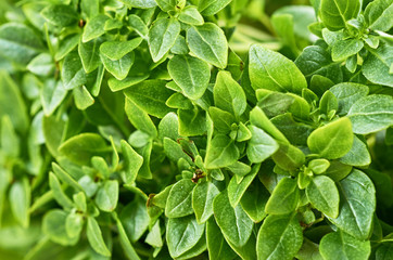 Young fresh green basil with small leaves close-up - obrazy, fototapety, plakaty