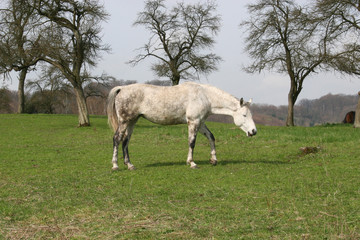 Obraz na płótnie Canvas Le cheval blanc