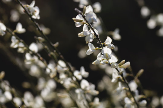 Detail of retama white flowers