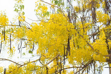 Golden shower tree (Cassia fistula) blooming on tree