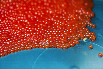 fish eggs close up