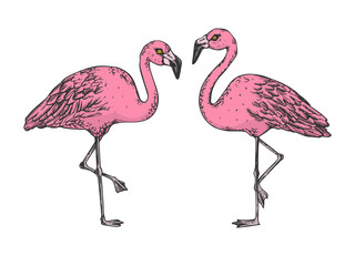 Flamingo bird color sketch engraving vector illustration. Scratch board style imitation. Black and white hand drawn image.