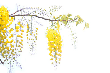 Golden shower tree (Cassia fistula) isolated on white background.