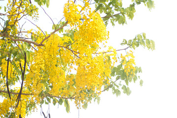 Golden shower tree (Cassia fistula) isolated on white background.