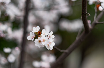 The Cherry Blossom tree with the blurred background.