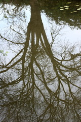 Reflet © Francis Lempérière