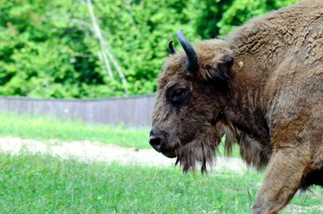 Fototapeta premium European bison in Wolisko, Mazurian Region in Poland.