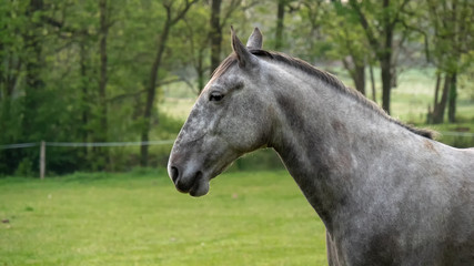 Obraz premium close up of head of horse gazing in the meadow
