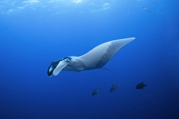 giant oceanic manta ray, manta birostris