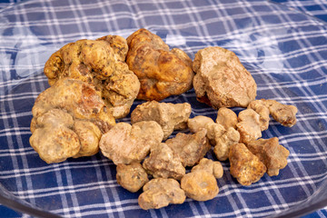 tartufo bianco del piemonte, Italia