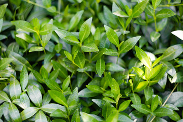 Growing plant vinca minor