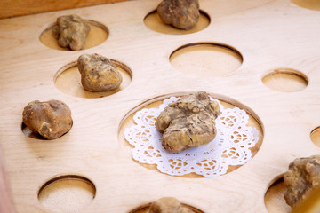 tartufo bianco del piemonte, Italia