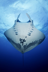 giant oceanic manta ray, manta birostris