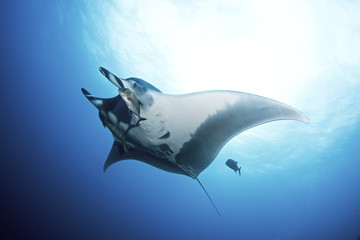 giant oceanic manta ray, manta birostris - obrazy, fototapety, plakaty