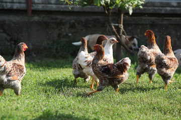 Nice hen moving in the garden