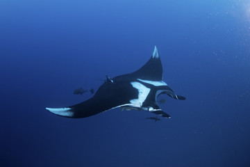 giant oceanic manta ray, manta birostris - obrazy, fototapety, plakaty