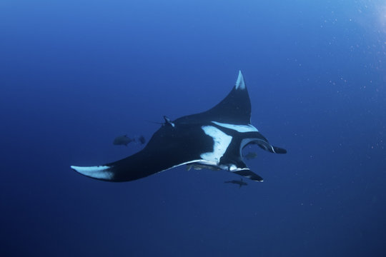 giant oceanic manta ray, manta birostris