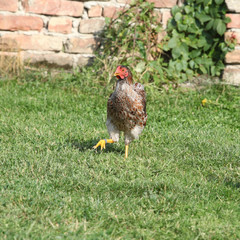 Nice hen moving in the garden