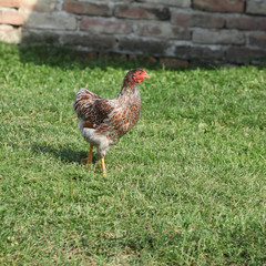 Nice hen moving in the garden