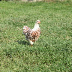 Nice hen moving in the garden