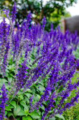lavender flowers in the garden