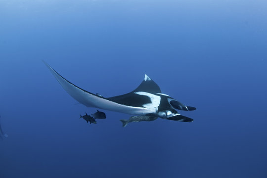 giant oceanic manta ray, manta birostris