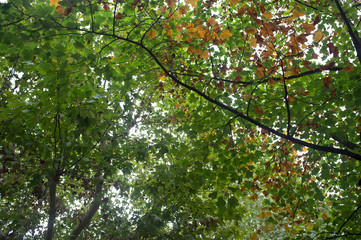 Fototapeta na wymiar leaves on the trees