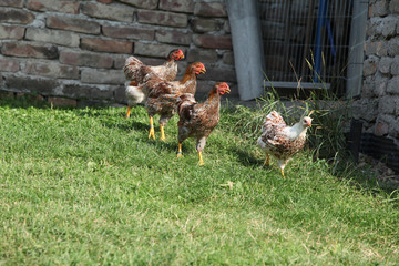 Nice hen moving in the garden