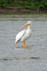 Fototapeta na wymiar Pelican standing on a rock in the middle of the Assiniboine River