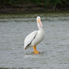 Pelican standing on a rock in the middle of the Assiniboine River