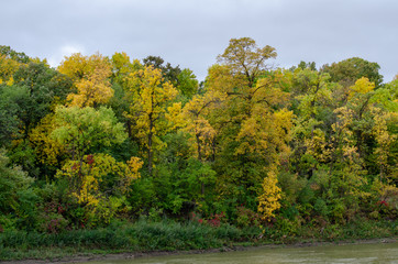 Fototapeta premium Riverbank trees covered in green and yellow leaves