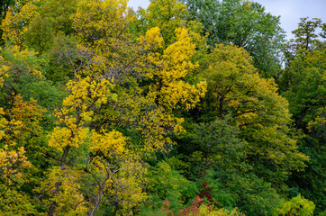 Riverbank trees covered in green and yellow leaves