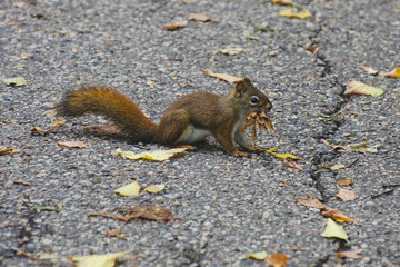 Isolated Squirrel in the front yard