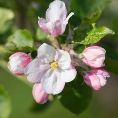 closeup of pink spring apple blossoms with green background