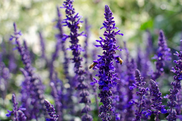 Fototapeta premium Honey bees searching for pollen on Purple Caradonna sage flowers