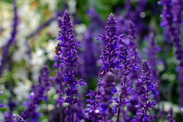 Honey bees searching for pollen on Purple Caradonna sage flowers