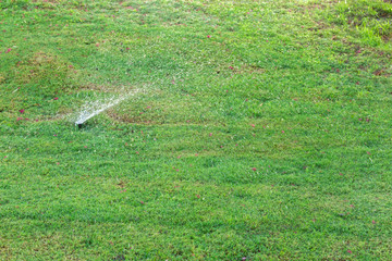 Fototapeta premium Sprinkler in garden watering the lawn. Automatic watering lawns concept