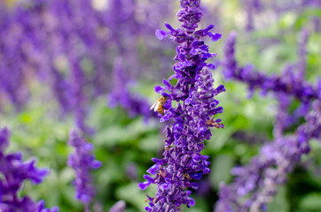 Obraz premium Honey bees searching for pollen on Purple Caradonna sage flowers