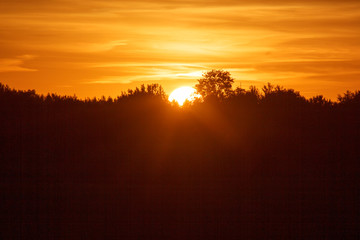 sunset in forest